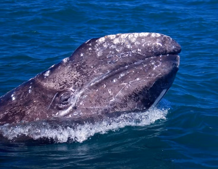  Từng đứng trước nguy cơ tuyệt chủng. Trong thế kỷ 19 và đầu 20, cá voi xám bị săn bắt dữ dội, khiến số lượng sụt giảm mạnh trước khi được bảo vệ và phục hồi đáng kể nhờ các nỗ lực bảo tồn quốc tế. Ảnh: Pinterest.