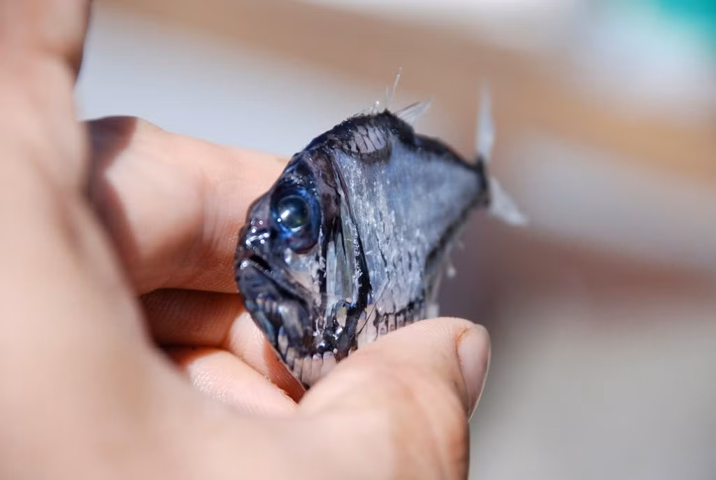  Là con mồi của nhiều loài cá lớn. Cá rìu đóng vai trò trung gian trong mạng lưới dinh dưỡng biển sâu, là thức ăn cho cá ngừ, cá kiếm và nhiều loài cá săn mồi khác. Nhờ khả năng phát sáng và thân hình mỏng, chúng giảm thiểu nguy cơ bị phát hiện nhưng vẫn không tránh khỏi áp lực từ những kẻ săn mồi lớn. Ảnh: inaturalist.org.