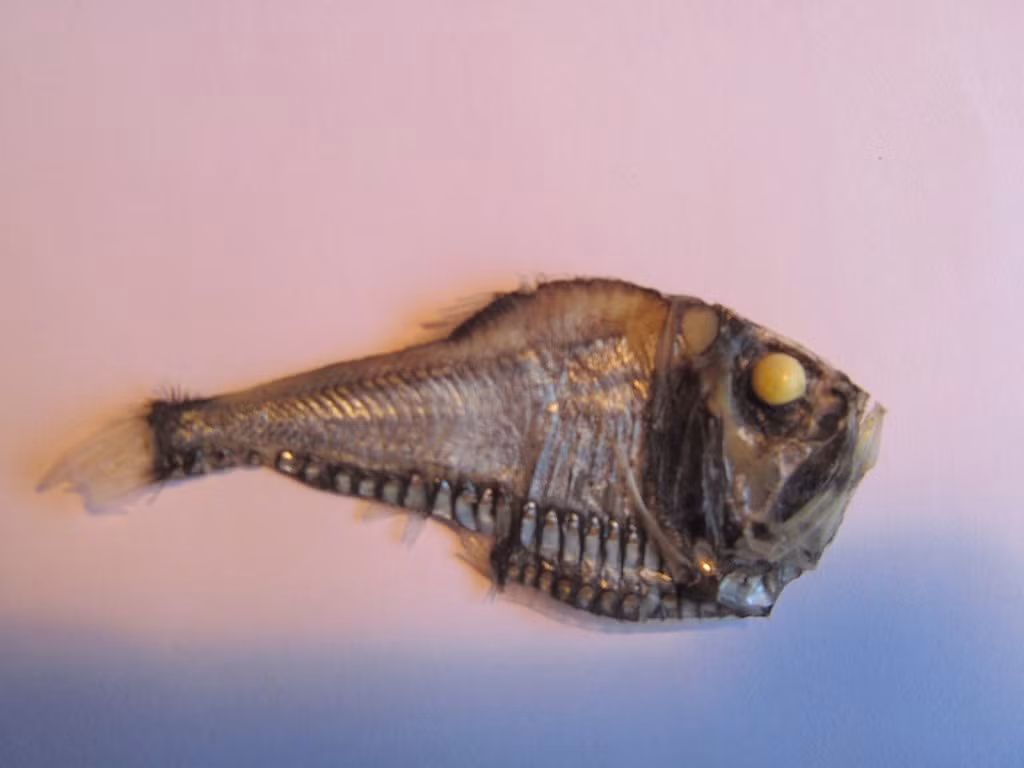  Sống ở tầng trung sâu của đại dương. Loài cá này thường cư trú ở độ sâu từ vài trăm đến hơn một nghìn mét, nơi ánh sáng mặt trời hầu như không thể xuyên tới. Môi trường này lạnh, áp suất cao và khan hiếm thức ăn, đòi hỏi những thích nghi sinh học đặc biệt để tồn tại. Ảnh: inaturalist.org.