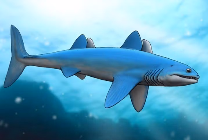  Không có vây hậu môn. Một đặc điểm kỳ lạ là Cladoselache không có vây hậu môn – điều hiếm thấy ở cá mập. Điều này cho thấy nó đại diện cho giai đoạn tiến hóa sơ khai của loài cá sụn. Ảnh: Pinterest.