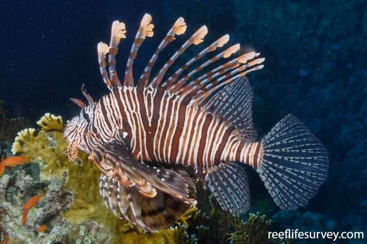  Vẻ ngoài bắt mắt nhưng nguy hiểm. Cá sư tử có các tia vây cứng chứa nọc độc, vừa là công cụ phòng vệ, vừa khiến chúng trở thành loài cá nguy hiểm. Ảnh: Pinterest.