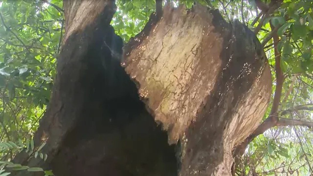 Trước đây, gỗ chai lá cong thường được sử dụng để làm kèo cột, đóng giường tủ, tàu thuyền, thậm chí cả các công trình nhà cửa quan trọng. Ảnh: VTV