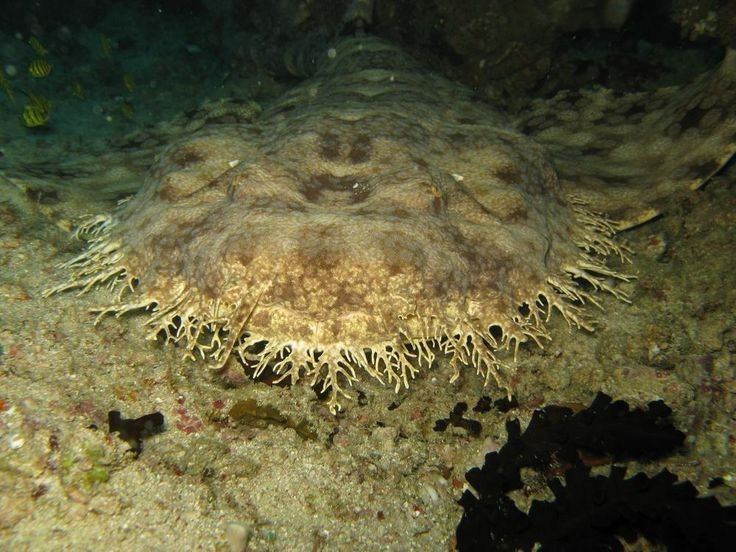  Vai trò quan trọng trong hệ sinh thái rạn san hô. Bằng việc kiểm soát số lượng cá nhỏ và động vật đáy, Eucrossorhinus dasypogon góp phần duy trì sự cân bằng sinh học và sức khỏe của các rạn san hô nhiệt đới. Ảnh: Pinterest.