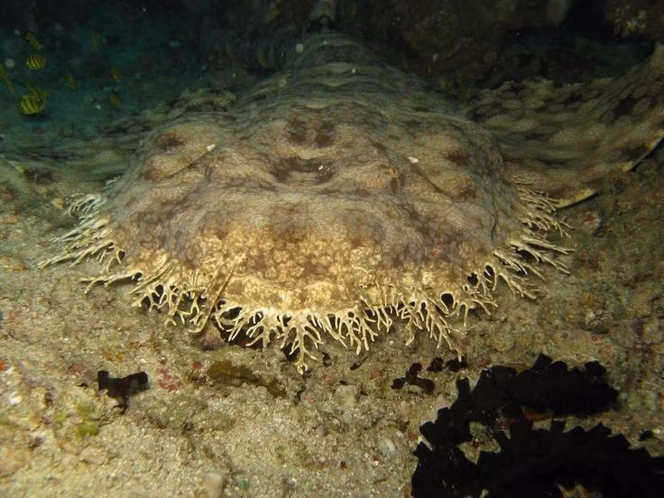  Vai trò quan trọng trong hệ sinh thái rạn san hô. Bằng việc kiểm soát số lượng cá nhỏ và động vật đáy, Eucrossorhinus dasypogon góp phần duy trì sự cân bằng sinh học và sức khỏe của các rạn san hô nhiệt đới. Ảnh: Pinterest.