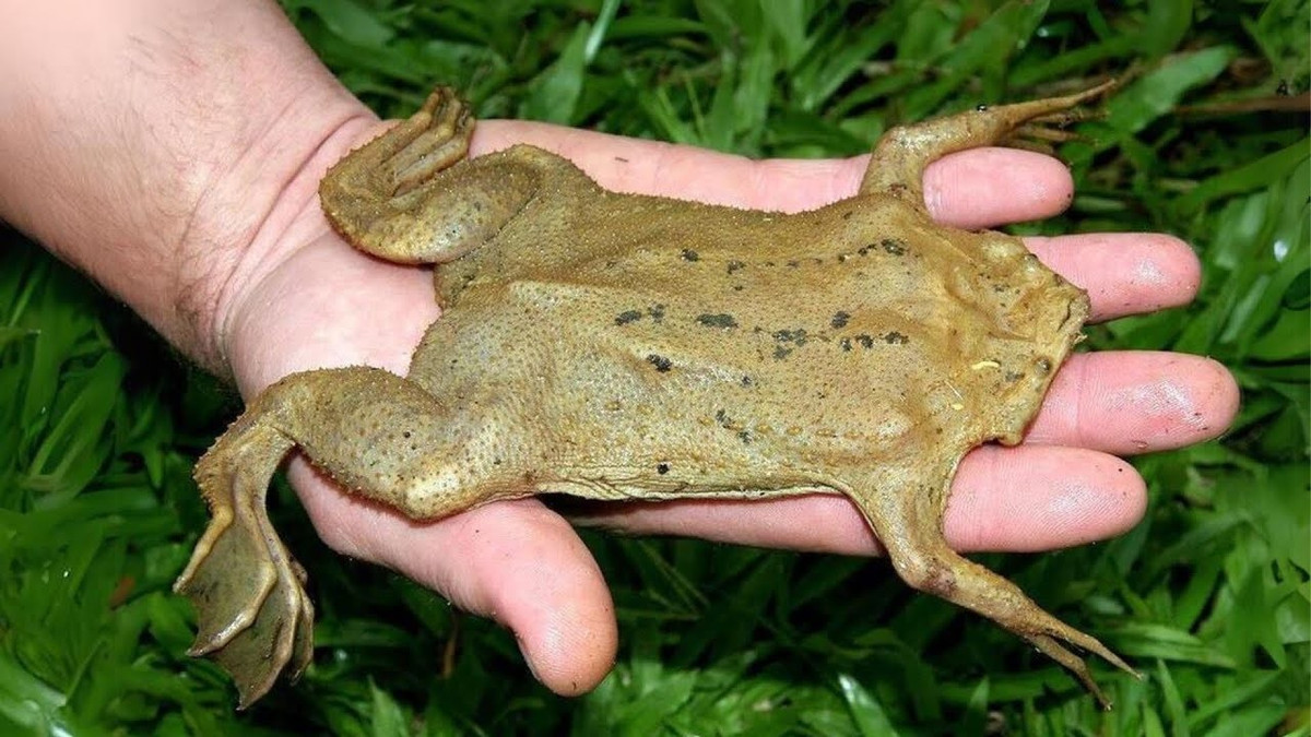  Cơ thể dẹt như lá. Hình dạng dẹt, rộng giúp chúng dễ dàng ẩn mình dưới đáy nước đầy bùn, trông giống như một chiếc lá mục khó bị phát hiện. Ảnh: ytimg.com.