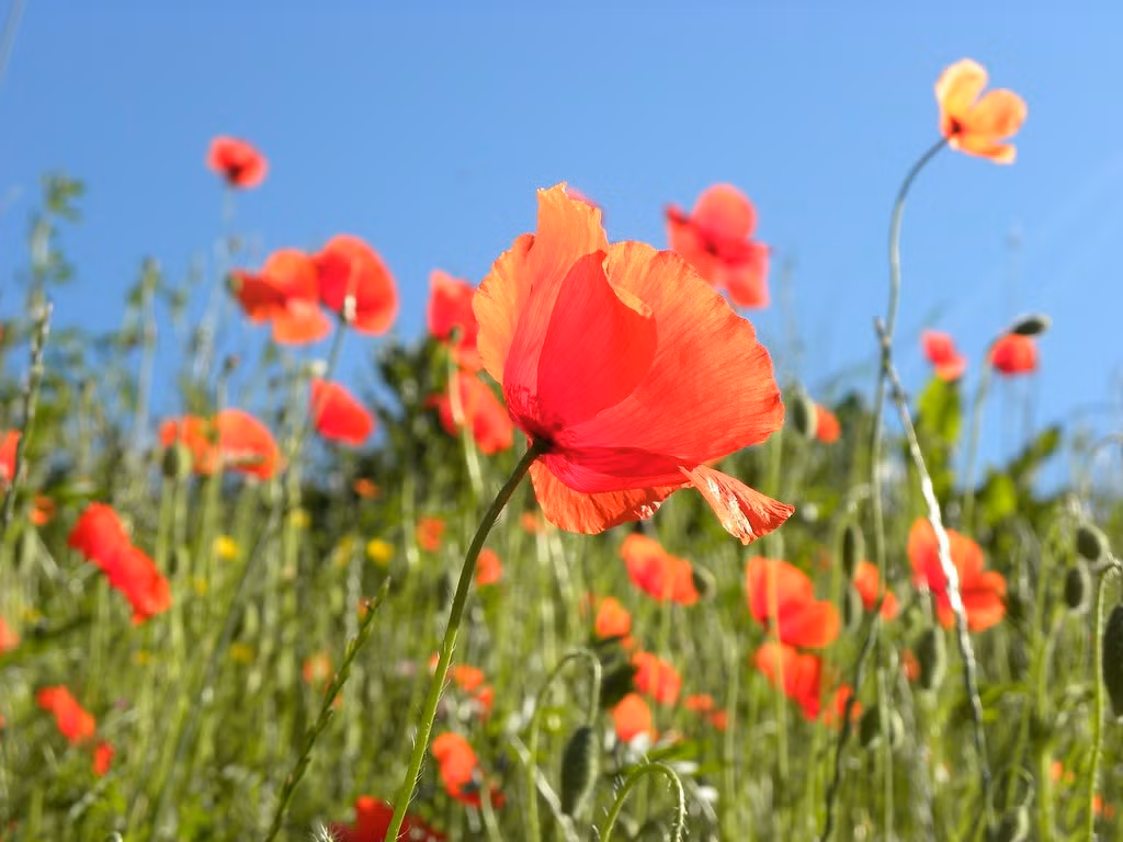  Mang nhiều ý nghĩa biểu tượng trong văn hóa. Ngoài ý nghĩa tưởng niệm, hoa anh túc đỏ còn tượng trưng cho sự ngủ quên, hòa bình và ký ức. Trong nghệ thuật và văn học, nó thường được dùng để gợi nhắc về sự mong manh của cuộc sống, thời gian. Ảnh: Flickr.