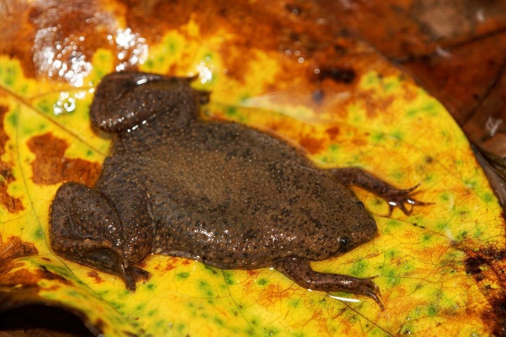  Phân bố chủ yếu ở châu Phi và Nam Mỹ. Các loài trong họ Pipidae chủ yếu sống ở những vùng nước ngọt tại châu Phi và một phần Nam Mỹ. Chúng thường xuất hiện trong ao, đầm lầy hoặc sông suối có dòng chảy chậm, nơi có nhiều sinh vật nhỏ làm nguồn thức ăn. Ảnh: inaturalist.org.