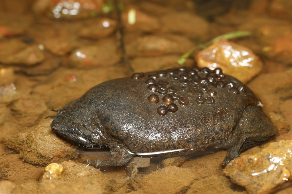  Một số loài có cách sinh sản rất kỳ lạ. Ở loài ếch Suriname nổi tiếng, trứng sau khi thụ tinh được gắn vào lưng con cái và phát triển ngay trong lớp da đặc biệt ở đó. Khi nở, những con ếch con nhỏ xíu chui ra từ các “túi” trên lưng mẹ, tạo nên một cảnh tượng rất độc đáo trong thế giới động vật. Ảnh: Pinterest.