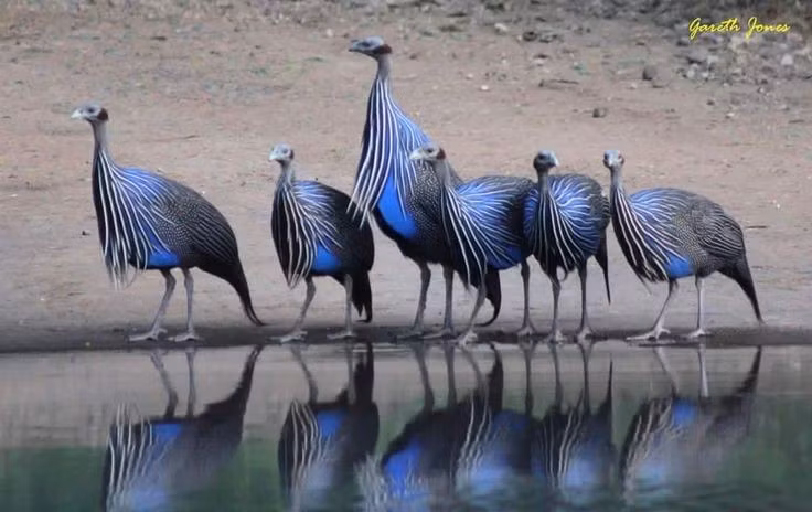  Sinh sống ở vùng Đông Phi khô hạn. Loài chim này phân bố chủ yếu tại các vùng bán khô hạn của Kenya, Ethiopia và Tanzania. Chúng ưa thích các khu vực cây bụi gai và thảo nguyên thưa, nơi có tầm nhìn thoáng để phát hiện kẻ săn mồi. Ảnh: Pinterest.
