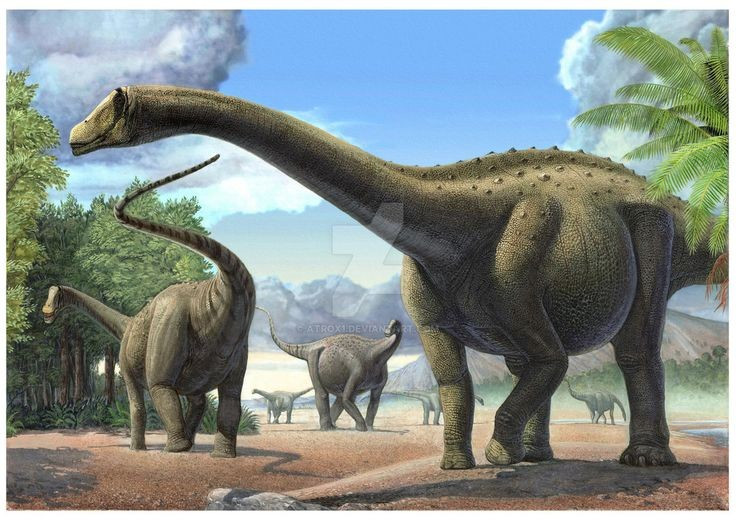  Cổ của Nigersaurus không dài và linh hoạt như nhiều khủng long sauropod khác. Điều này cho thấy chúng chủ yếu ăn thực vật thấp, không cần vươn cao để kiếm thức ăn. Ảnh: Pinterest.
