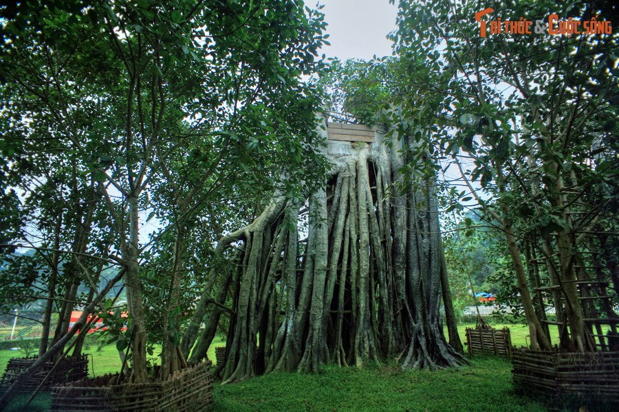 Dưới bóng cây đa Tân Trào, chiều 16/8/1945, Việt Nam Giải phóng quân đã làm lễ xuất quân trước sự chứng kiến của nhân dân Tân Trào và 60 đại biểu. Đồng chí Võ Nguyên Giáp đọc bản Quân lệnh số 1 và ngay sau đó hành quân về giải phóng Hà Nội.