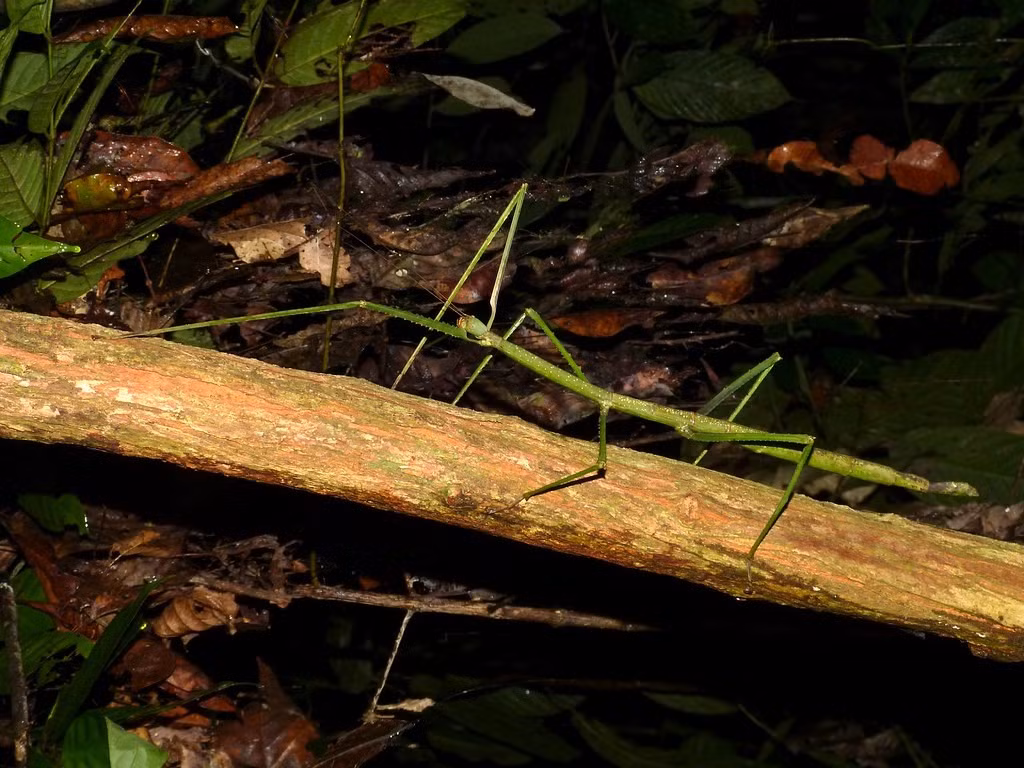  2. Có khả năng ngụy trang như cành cây. Với thân hình thon dài và màu sắc giống vỏ cây, bọ que khổng lồ có thể hòa mình vào môi trường tự nhiên đến mức gần như vô hình trước mắt kẻ săn mồi. Ảnh: Bernard DUPONT / Flickr.