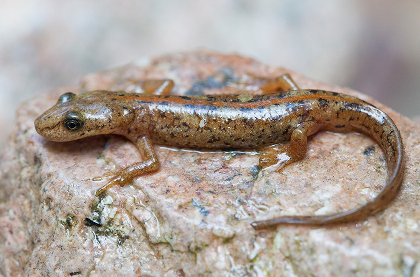  Có cơ thể dẹt thích nghi với dòng chảy. Hình dạng này giúp chúng bám chắc vào đá, tránh bị nước cuốn trôi. Ảnh: inaturalist.
