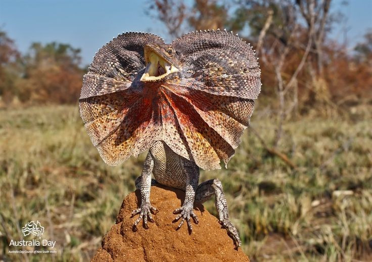  Chế độ ăn thiên về côn trùng. Thức ăn chủ yếu của Chlamydosaurus kingii là côn trùng như kiến, bọ cánh cứng, nhện và châu chấu. Đôi khi chúng cũng ăn các loài thằn lằn nhỏ hoặc động vật không xương sống khác, tùy điều kiện môi trường và mùa sinh sản. Ảnh: Pinterest.