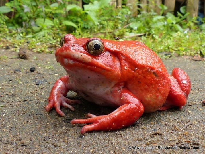  Là loài đặc hữu của Madagascar. Ếch cà chua chỉ phân bố tự nhiên ở khu vực ven vịnh Antongil, phía Đông Bắc Madagascar, nơi có rừng mưa ẩm và các đầm lầy nước ngọt, khiến phạm vi sinh sống của chúng khá hạn chế. Ảnh: Pinterest.