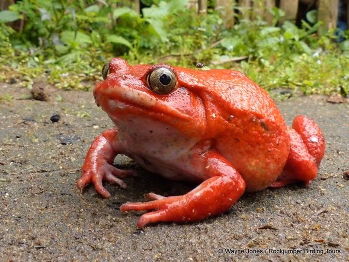  Là loài đặc hữu của Madagascar. Ếch cà chua chỉ phân bố tự nhiên ở khu vực ven vịnh Antongil, phía Đông Bắc Madagascar, nơi có rừng mưa ẩm và các đầm lầy nước ngọt, khiến phạm vi sinh sống của chúng khá hạn chế. Ảnh: Pinterest.