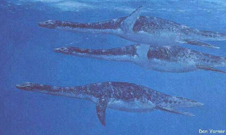  6. Chân chèo lớn dùng để bơi. Với bốn chi biến thành vây chèo, Cryptoclidus có thể bơi lượn uyển chuyển trong đại dương cổ đại. Ảnh: Pinterest.