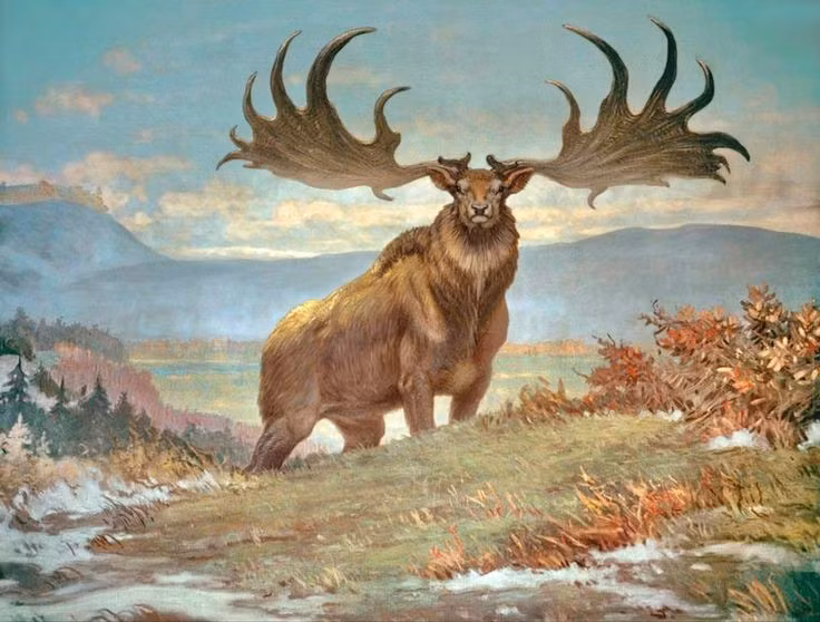  Không chỉ sống ở Ireland. Dù thường được gọi là “nai khổng lồ Ireland”, hóa thạch của chúng được tìm thấy khắp châu Âu và châu Á. Ảnh: Pinterest.