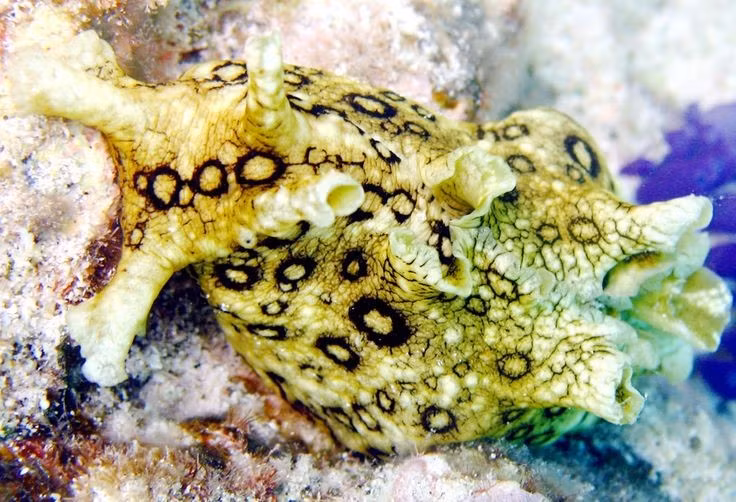  Là “chiến binh” ăn tảo. Ốc thỏ biển chủ yếu ăn tảo biển, đặc biệt là tảo đỏ và tảo nâu. Một số loài có thể tích lũy độc tố từ tảo vào cơ thể, khiến chúng trở nên khó ăn đối với cá và động vật săn mồi khác. Ảnh: Pinterest.