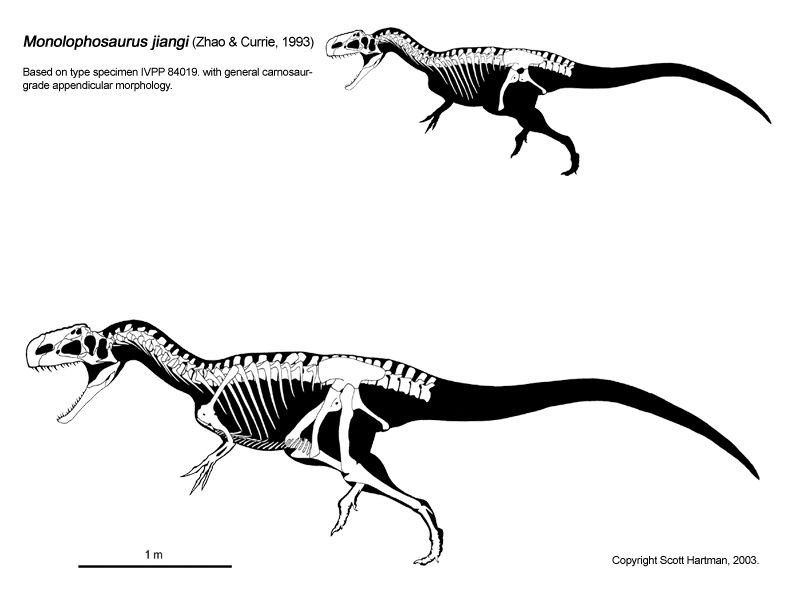  Là khủng long ăn thịt đi bằng hai chân. Monolophosaurus thuộc nhóm theropod, di chuyển bằng hai chân sau khỏe mạnh, với chi trước ngắn hơn và có móng vuốt sắc. Cấu trúc cơ thể này cho phép nó trở thành kẻ săn mồi linh hoạt trong môi trường sống của mình. Ảnh: Pinterest.