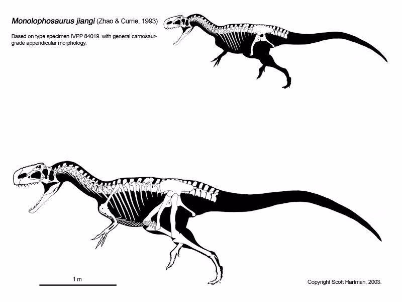  Là khủng long ăn thịt đi bằng hai chân. Monolophosaurus thuộc nhóm theropod, di chuyển bằng hai chân sau khỏe mạnh, với chi trước ngắn hơn và có móng vuốt sắc. Cấu trúc cơ thể này cho phép nó trở thành kẻ săn mồi linh hoạt trong môi trường sống của mình. Ảnh: Pinterest.