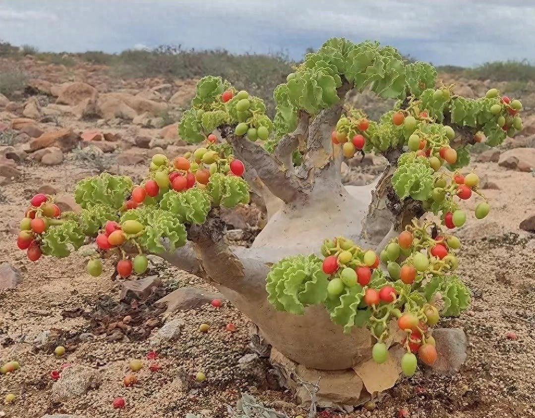 Chính nhờ hình dáng độc lạ và vẻ ngoài nghệ thuật, nho Angola trở thành xu hướng chơi cây cảnh cao cấp. Giá của nó dao động từ vài trăm đến vài nghìn USD, tương đương hàng chục đến hàng trăm triệu đồng.