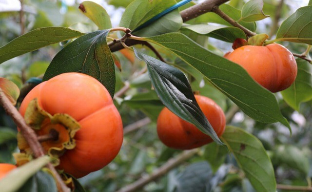 Về mặt phong thủy, tên gọi "hồng" vốn gắn liền với sắc đỏ - biểu tượng của may mắn, cát tường và những điều hanh thông trong cuộc sống. Trồng cây hồng trong vườn không chỉ giúp không gian thêm xanh mát mà còn mang đến cảm giác yên bình, thư thái và thu hút năng lượng tích cực.