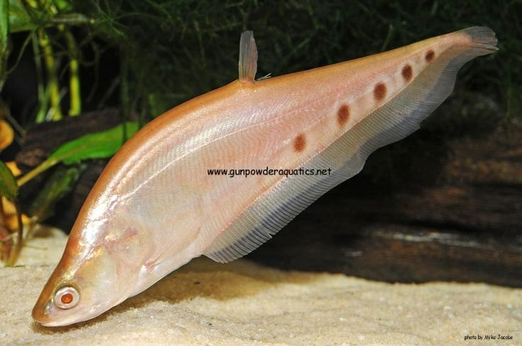  Gắn bó với văn hóa sông nước. Ở Việt Nam và các nước lân cận, cá thát lát không chỉ là nguồn thực phẩm mà còn xuất hiện trong đời sống dân gian, phản ánh sự gắn kết lâu đời giữa con người và hệ sinh thái sông ngòi. Ảnh: Pinterest.