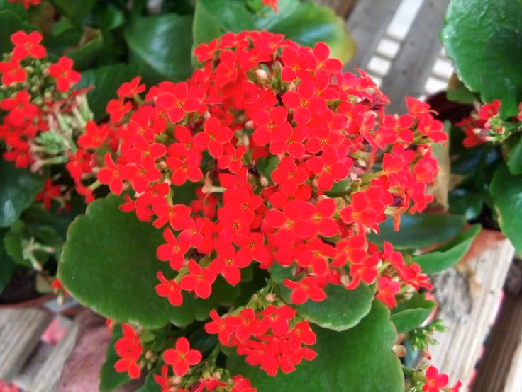  Có nguồn gốc từ đảo Madagascar. Cây thuốc bỏng có xuất xứ từ vùng khí hậu khô nóng của Madagascar. Chúng có khả năng chịu hạn rất tốt. Ảnh: Pinterest.