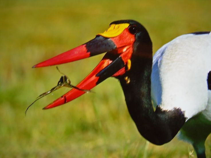  Tập tính săn mồi kiên nhẫn. Chúng thường đứng bất động trong thời gian dài, chờ cá, ếch, bò sát nhỏ hoặc côn trùng lớn xuất hiện rồi tung cú mổ chính xác bằng chiếc mỏ khỏe. Ảnh: Pinterest.