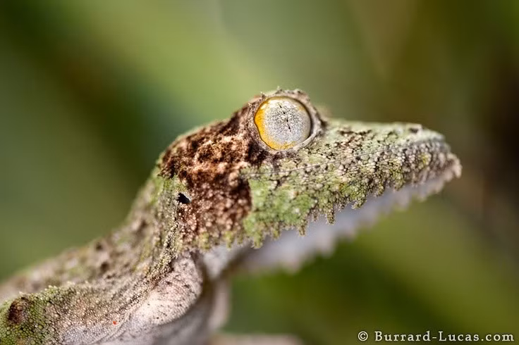  Cần môi trường sống ổn định. Chúng phụ thuộc mạnh vào rừng rậm nguyên sinh, do đó dễ bị đe dọa bởi nạn phá rừng. Ảnh: Pinterest.