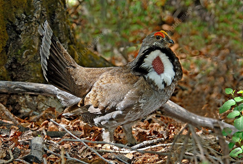 Gà thông túi cổ tía ít khi bay đường dài. Dù có thể bay khi cần thiết, chúng chủ yếu di chuyển bằng cách đi bộ hoặc bay ngắn giữa các tán cây, phản ánh lối sống gắn chặt với rừng rậm. Ảnh: sciencephoto.com.