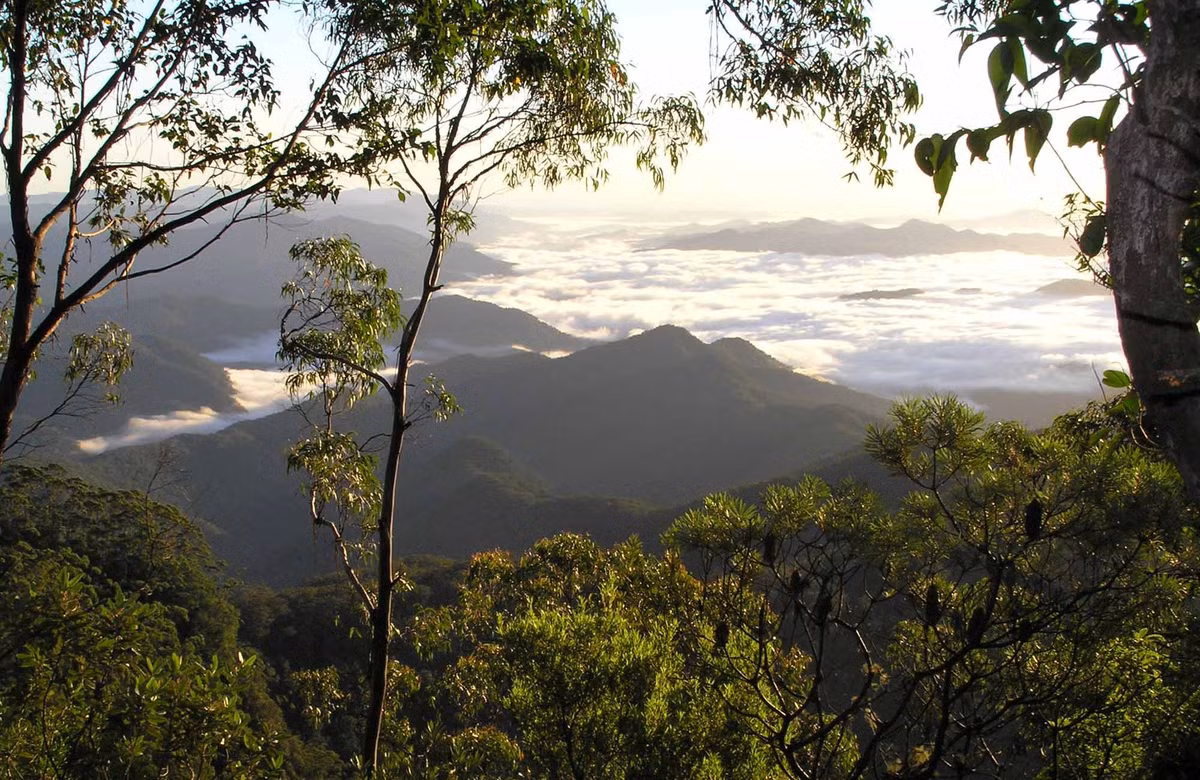 Là “bảo tàng sống” của đa dạng sinh học. Rừng mưa Gondwana là nơi cư trú của hàng nghìn loài thực vật và động vật, trong đó có nhiều loài đặc hữu chỉ tồn tại tại Úc và không tìm thấy ở nơi nào khác trên thế giới. Ảnh: nationalparks.nsw.gov.au.