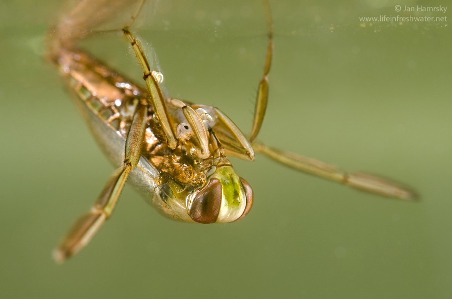  Bơi ngửa độc đáo. Bọ bơi ngửa nâu (Notonecta glauca) nổi tiếng vì luôn bơi trong tư thế lật ngửa, với bụng hướng lên mặt nước và lưng quay xuống dưới, giúp chúng dễ dàng quan sát con mồi phía trên. Ảnh: biolib.cz.