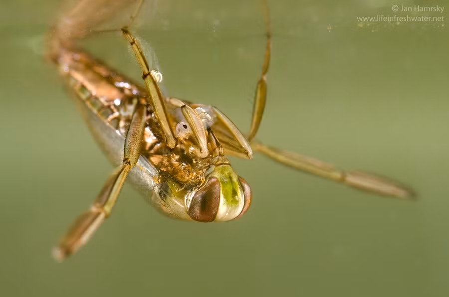 Bơi ngửa độc đáo. Bọ bơi ngửa nâu (Notonecta glauca) nổi tiếng vì luôn bơi trong tư thế lật ngửa, với bụng hướng lên mặt nước và lưng quay xuống dưới, giúp chúng dễ dàng quan sát con mồi phía trên. Ảnh: biolib.cz.