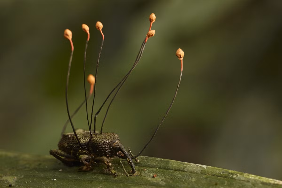  5. Một số nấm ký sinh như Ophiocordyceps điều khiển côn trùng như xác sống. Nấm phát triển trong cơ thể kiến hoặc nhện, điều khiển chúng trèo lên lá cao và chết bám vào đó – nơi nấm phát tán bào tử hiệu quả nhất. Ảnh: Pinterest.