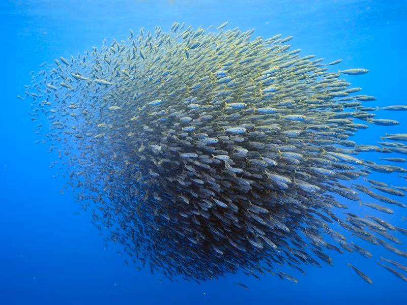  Là phòng thí nghiệm tự nhiên cho nghiên cứu khoa học. Nhờ mức độ nguyên sơ cao và hệ sinh thái đặc biệt, Malpelo trở thành địa điểm lý tưởng cho các nghiên cứu về sinh học biển, biến đổi khí hậu và bảo tồn đại dương. Những dữ liệu thu thập tại đây giúp các nhà khoa học hiểu rõ hơn về động lực sinh thái của các hệ biển nhiệt đới. Ảnh: Pinterest.