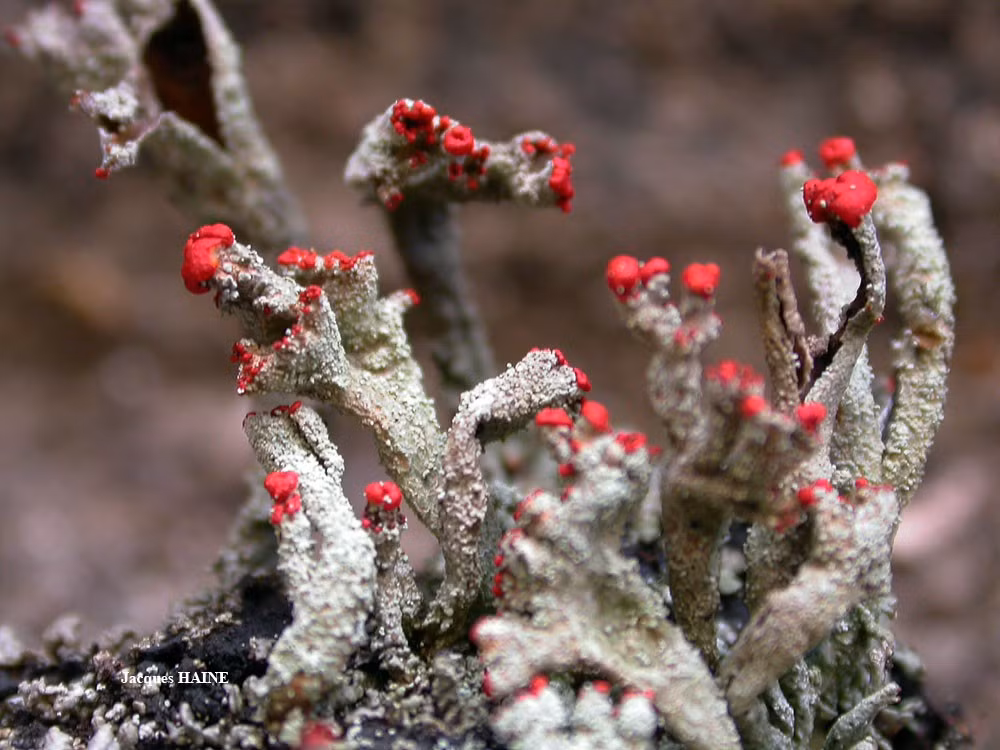  Địa y que diêm được nhiều nhiếp ảnh gia yêu thích. Màu đỏ và hình dáng độc đáo khiến chúng trở thành chủ đề ảnh macro phổ biến. Ảnh: lichensmaritimes.org.