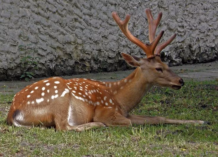 2. Con đực có gạc phân nhánh mọc lại hằng năm. Hươu sao đực mọc gạc lớn vào đầu mùa xuân và rụng vào cuối đông. Gạc có thể dài đến 70 cm và là vũ khí quan trọng trong các cuộc giao tranh giành bạn tình. Ảnh: Pinterest.