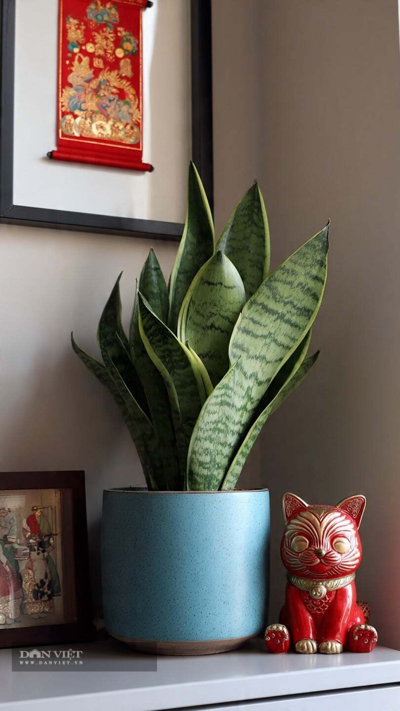 Lá của nó có hoa văn sọc độc đáo, làm cho nó vừa khác biệt vừa thanh lịch. Cây lưỡi hổ đặc biệt thích hợp để đặt ở những góc thiếu sáng trong phòng khách. Cây cảnh chịu bóng râm, chịu hạn tốt và tương đối dễ chăm sóc; chỉ cần duy trì độ ẩm thích hợp và tránh tưới quá nhiều nước, chúng sẽ phát triển tốt.