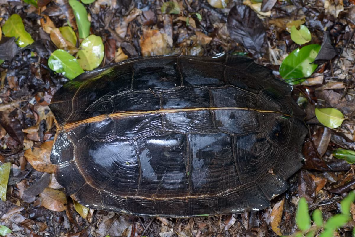  3. Mai rùa có màu sắc nâu đen. Mai của loài rùa này có dạng vòm cao, màu nâu đến đen sẫm, có thể có vệt vàng mờ, giúp chúng ngụy trang giữa tán lá mục trên nền rừng. Ảnh: Thai National Parks.
