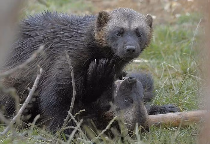  Sống đơn độc. Khác với nhiều loài ăn thịt khác, chồn gulo chủ yếu sống một mình, chỉ tụ hợp khi giao phối. Ảnh: Pinterest.