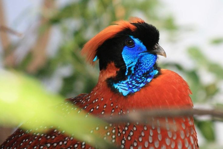  Biểu tượng của vẻ đẹp hoang dã Himalaya. Loài chim này thường được xem là một trong những loài chim đẹp nhất vùng núi cao châu Á, thu hút các nhà quan sát chim trên toàn thế giới. Ảnh: Pinterest.