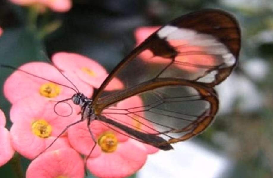 Chúng sống chủ yếu ở châu Phi, Australia và thậm chí là Nam Mỹ.