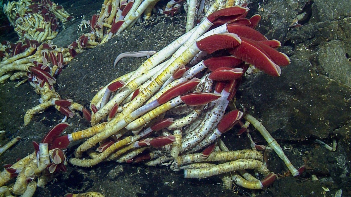  Sống nhờ vi khuẩn cộng sinh đặc biệt. Bên trong cơ thể giun là hàng tỷ vi khuẩn hóa dưỡng, chuyển hóa hydro sulfua từ miệng phun thủy nhiệt thành chất dinh dưỡng nuôi sống vật chủ. Ảnh: mbari.org.