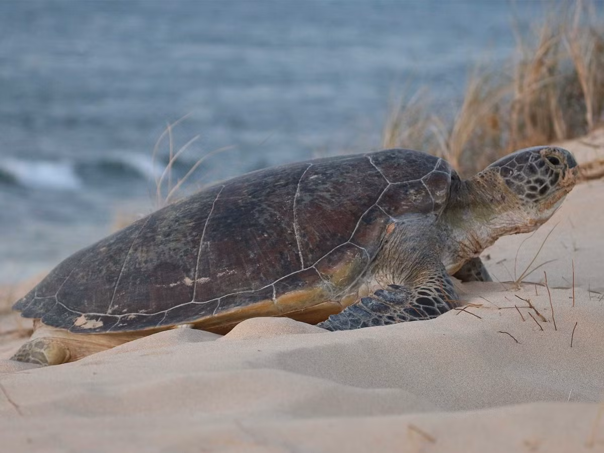  Là nơi sinh sản của rùa biển. Nhiều loài rùa đến đẻ trứng dọc bãi biển Ningaloo. Ảnh: exmouthadventureco.com.au.
