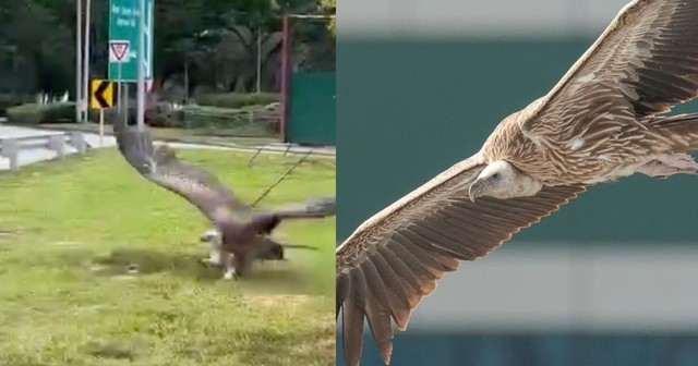 Con kền kền được phát hiện trên đường cao tốc.