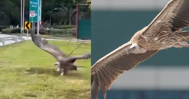 Con kền kền được phát hiện trên đường cao tốc.