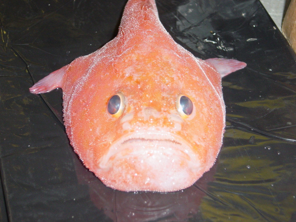  Thợ săn lười biếng nhưng hiệu quả. Thay vì bơi lội liên tục, cá quan tài thường nằm yên chờ con mồi đến gần rồi bất ngờ há miệng nuốt chửng. Chiến thuật “phục kích” này giúp tiết kiệm năng lượng trong môi trường khắc nghiệt. Ảnh: inaturalist.