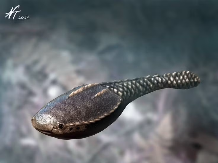  Thuộc nhóm cá giáp cổ. Astraspis có lớp giáp dày bảo vệ cơ thể, đặc trưng của nhiều loài cá đầu tiên. Ảnh: Pinterest.